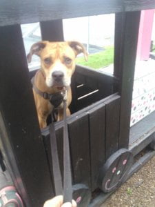 Bandit and John's story