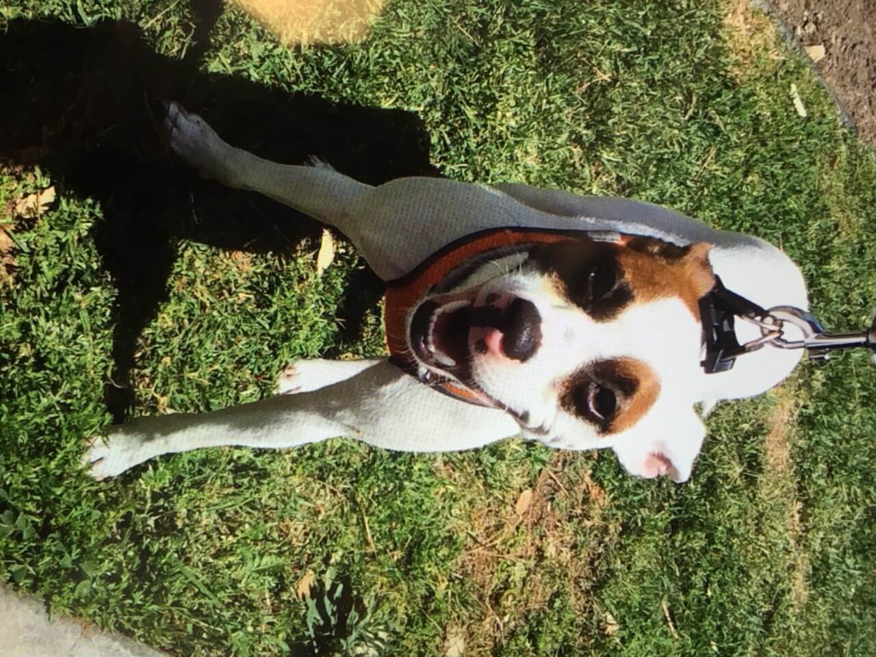 Jaxx