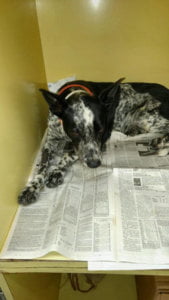 Sparkle Face Case #879