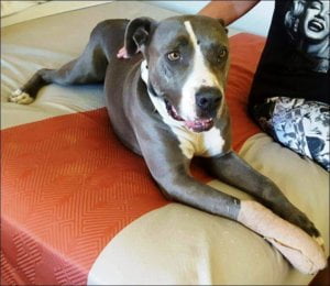 bullet-10-5-2016