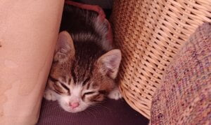 Success story tigger