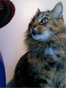 Success story kitty kat