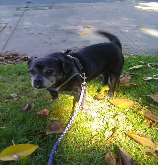 Lucky the Dog